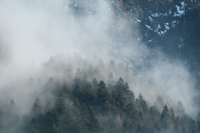 雾气缭绕的松树